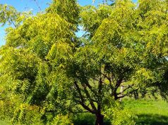 Hyderabad scientists decode how to use Neem to cure cancer