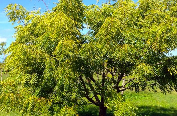 Hyderabad scientists decode how to use Neem to cure cancer