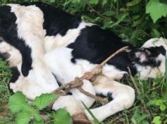 Muslim mob running illegal cow slaughterhouse attacks journalist in Karnataka