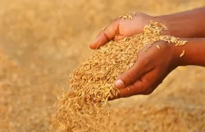 వడ్ల పంచాయతీ… అసలు వాస్తవాలు